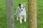 Australische herder x Husky (teef) 68044