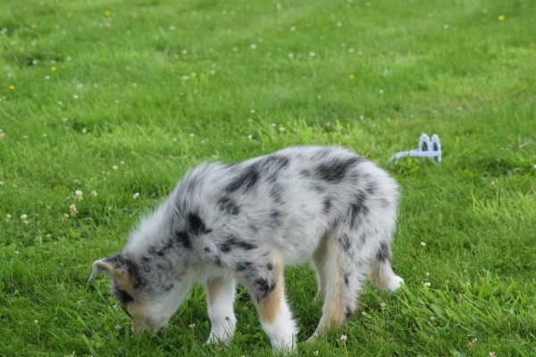 Australische herder x Husky (teef) 68044