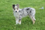 Australische herder x Husky (teef) 68044