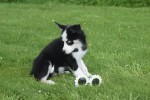 Australische herder x Husky (reu) 43774