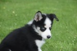 Australische herder x Husky (reu) 43774