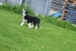 Australische herder x Husky (reu) 43774
