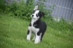 Australische herder x Husky (reu) 43774