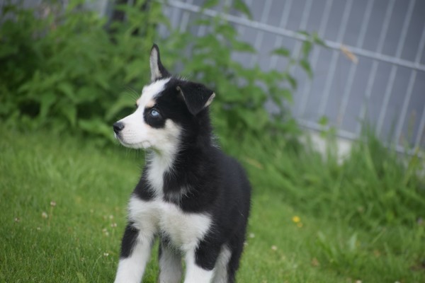Australische herder x Husky (reu) 43774
