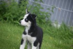 Australische herder x Husky (reu) 43774