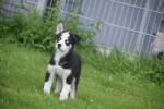 Australische herder x Husky (reu) 43774