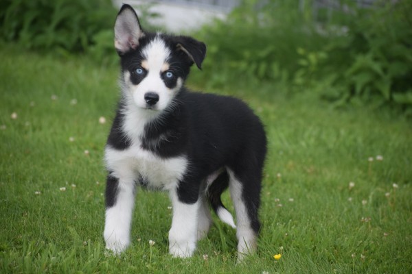 Australische herder x Husky (reu) 43774