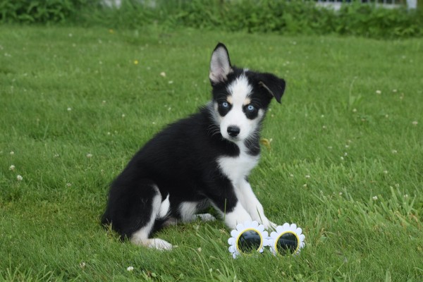 Australische herder x Husky (reu) 43774