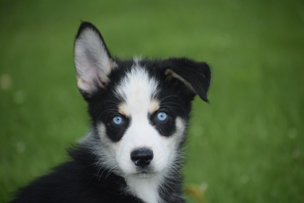 Australische herder x Husky (reu) 43774