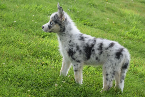 Australische herder x Husky (teef) 67707