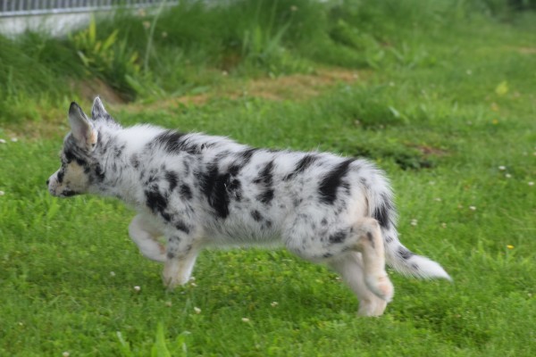 Australische herder x Husky (teef) 67707
