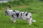 Australische herder x Husky (teef) 67707
