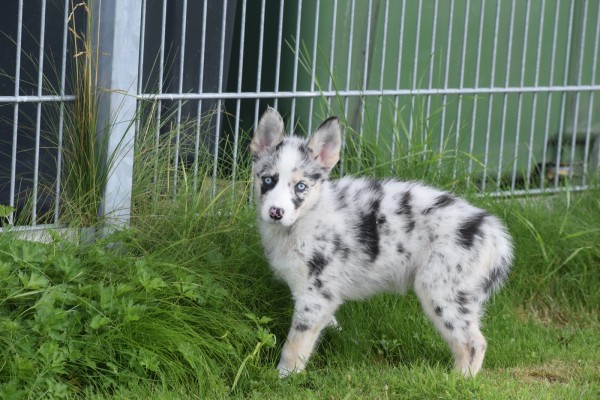 Australische herder x Husky (teef) 67707