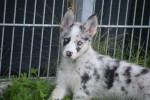 Australische herder x Husky (teef) 67707