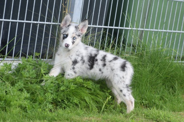 Australische herder x Husky (teef) 67707