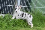 Australische herder x Husky (teef) 67707