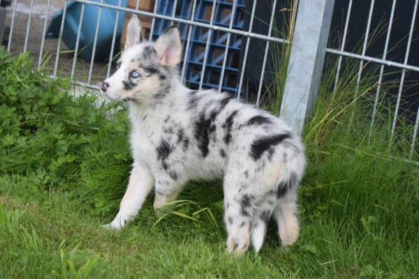 Australische herder x Husky (teef) 67707