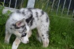 Australische herder x Husky (teef) 67707