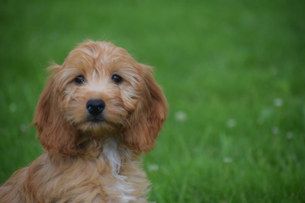 Cockapoo (teef) 18802