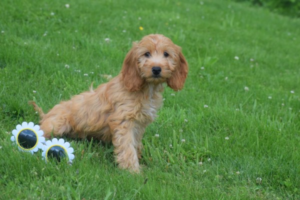 Cockapoo (teef) 18802