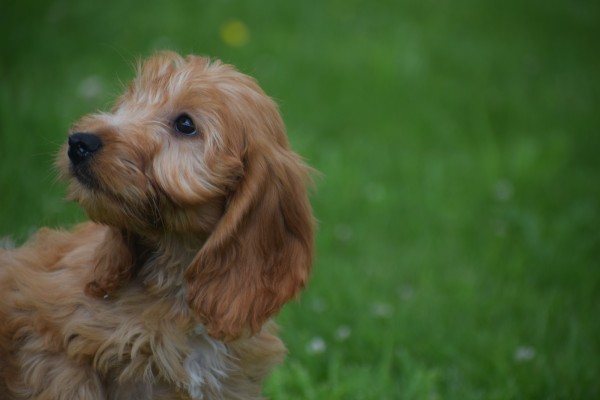 Cockapoo (teef) 18802