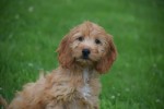Cockapoo (teef) 18802