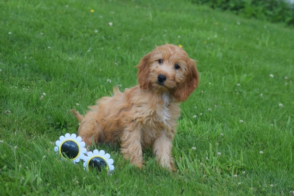Cockapoo (teef) 18802