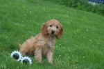 Cockapoo (teef) 18802