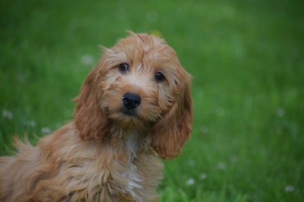 Cockapoo (teef) 18802