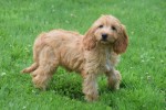 Cockapoo (teef) 18802