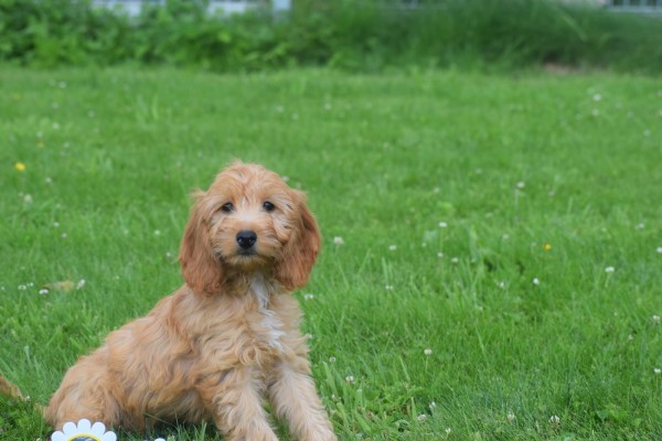 Cockapoo (teef) 18802