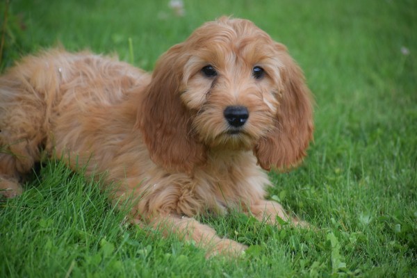 Cockapoo (teef) 17983