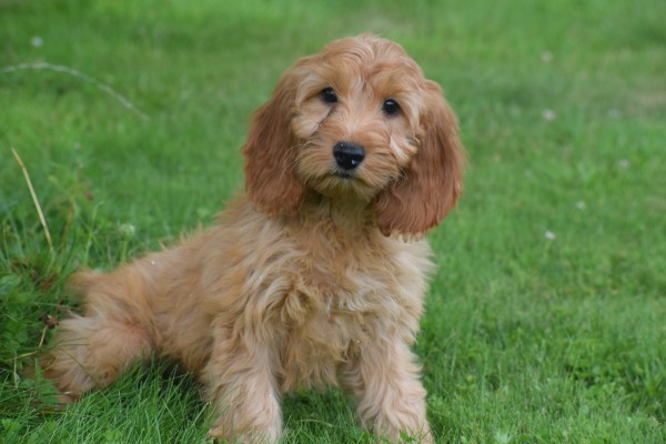 Cockapoo (teef) 17983