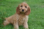 Cockapoo (teef) 17983