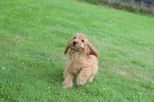 Cockapoo (teef) 17983