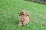 Cockapoo (teef) 17983
