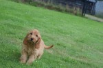 Cockapoo (teef) 17983