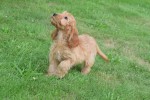 Cockapoo (teef) 17983