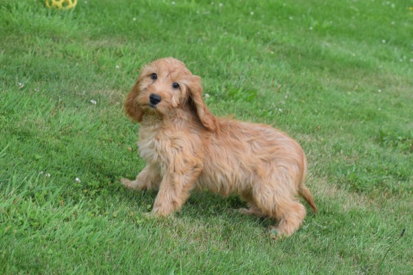Cockapoo (teef) 17983