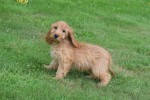 Cockapoo (teef) 17983