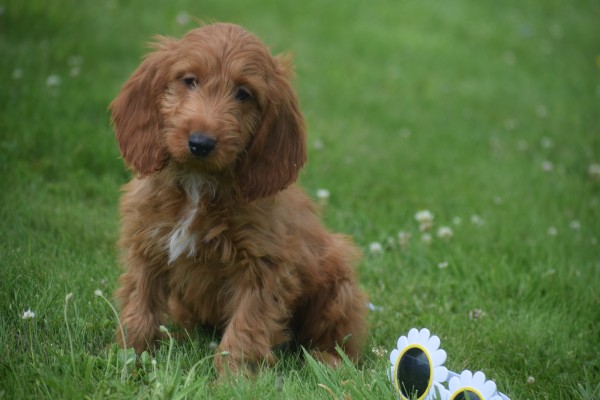 Cockapoo (teef) 18847