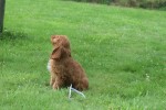 Cockapoo (teef) 18847
