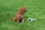 Cockapoo (teef) 18847