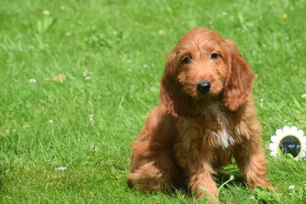 Cockapoo (teef) 18847