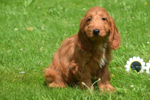 Cockapoo (teef) 18847