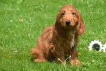 Cockapoo (teef) 18847