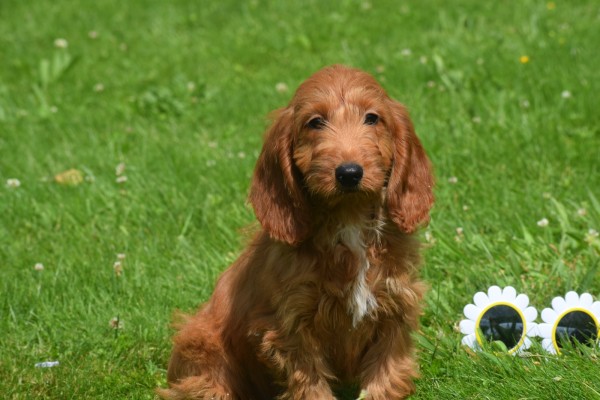 Cockapoo (teef) 18847