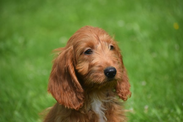 Cockapoo (teef) 18847