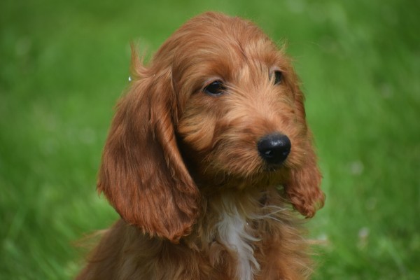 Cockapoo (teef) 18847