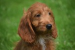 Cockapoo (teef) 18847